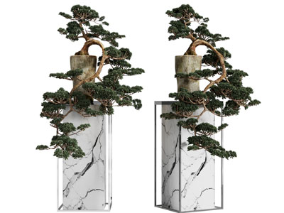 新中式松树盆景盆栽