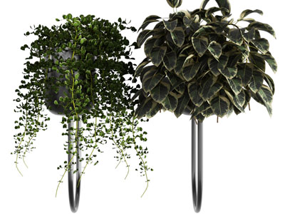 现代藤蔓盆栽植物