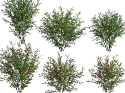 现代开满红色花朵的树木