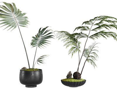 现代花盆盆栽植物