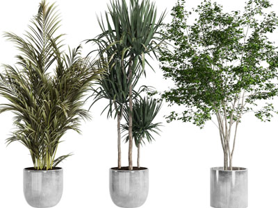 现代花盆盆栽植物