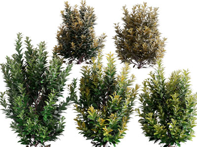 现代灌木丛植物