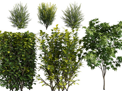 现代灌木丛植物