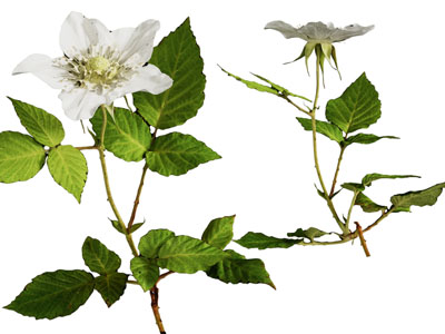 现代开着白色花朵的草本植物