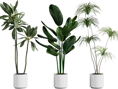 现代花盆盆栽植物