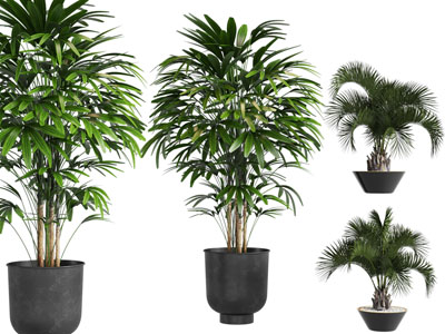 现代花盆盆栽植物