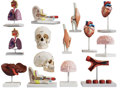 现代医学人体器官、标本