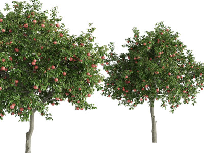 现代接满果实的果树