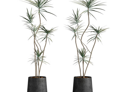 现代花盆盆栽植物