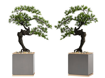 新中式松树盆景盆栽植物