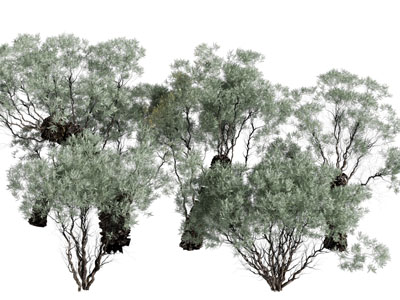 现代灌木丛植物