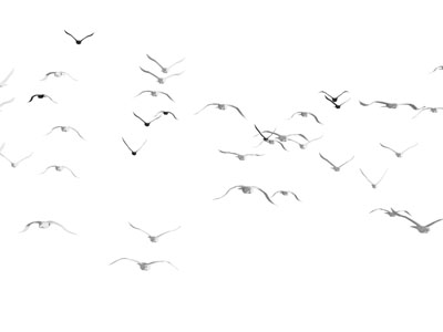 现代飞翔的海鸥、海鸟3d模型 现代飞翔的海鸥、海鸟