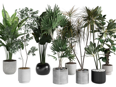 现代花盆盆栽植物