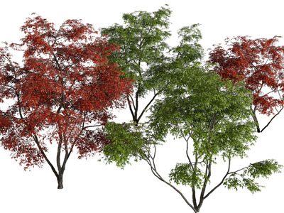 现代红色枫叶的景观树