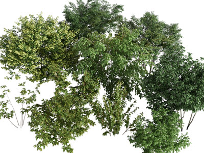 现代灌木丛植物