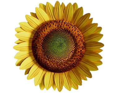 现代向日葵墙饰挂件