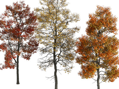 秋天黄色树叶的大树