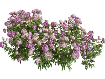 现代牡丹花花卉花草植物