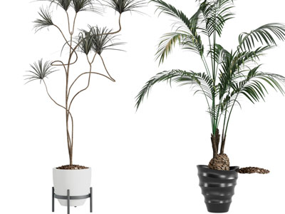 现代花盆盆栽植物