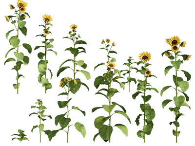 现代向日葵花卉植物