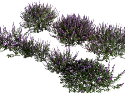 现代薰衣草花卉植物