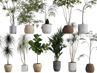 现代藤编花盆盆栽植物