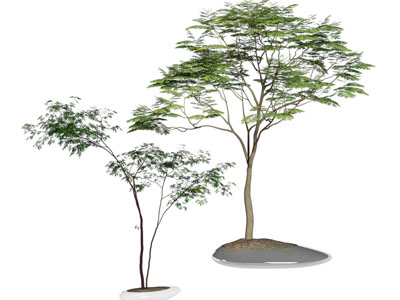 现代室内盆景盆栽树木