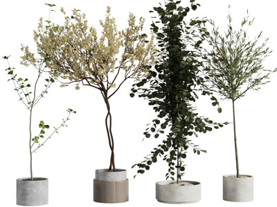 现代盆栽树苗植物