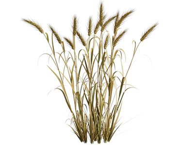 现代麦子庄稼植物