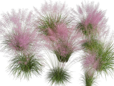 现代粉黛花草植物