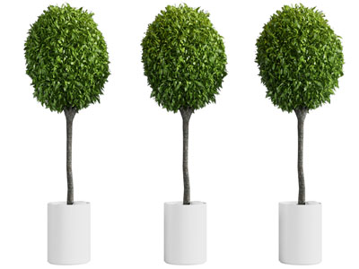 现代盆栽树木植物