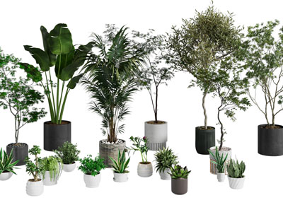 现代花盆盆栽植物