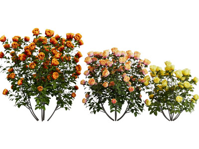 现代月季花花卉灌木植物