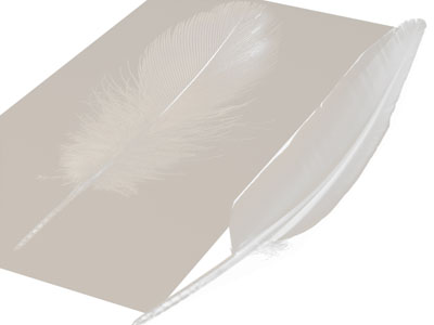 现代羽毛、翅膀