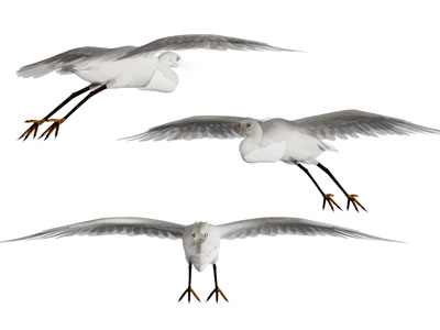 现代飞行的鸟3d模型 现代飞行的鸟