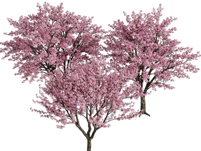 现代开满花朵的果树