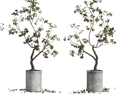 现代水泥花盆盆栽植物