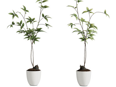 现代花盆树苗盆栽植物