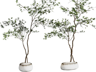 现代花盆盆栽植物