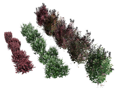 现代灌木丛植物