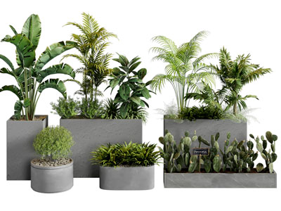 现代户外水泥花盆盆栽植物