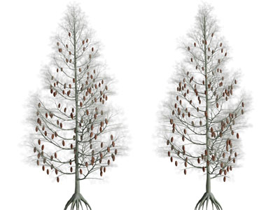 现代结满果实的树木