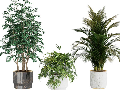 现代花盆盆栽植物