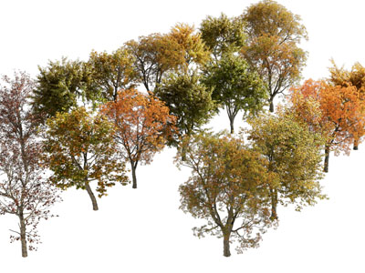 现代秋天黄树叶的大树