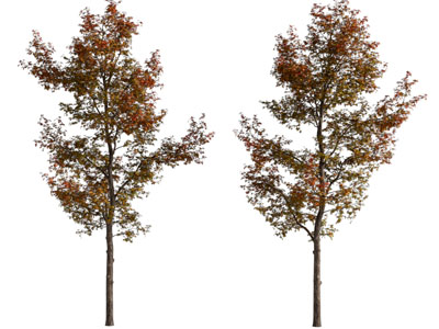 现代大树 景观树木