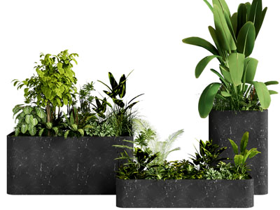 现代户外黑色花盆盆栽植物
