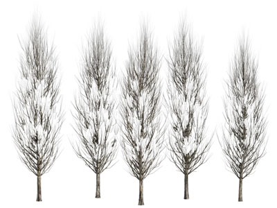 现代冬季没有树叶的大树