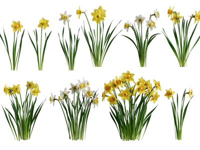 现代水仙花花草植物