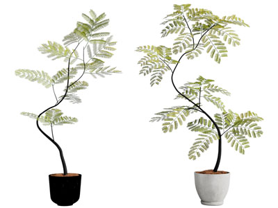 现代花盆盆栽植物