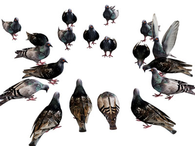 现代不同姿态的鸽子3d模型 现代不同姿态的鸽子